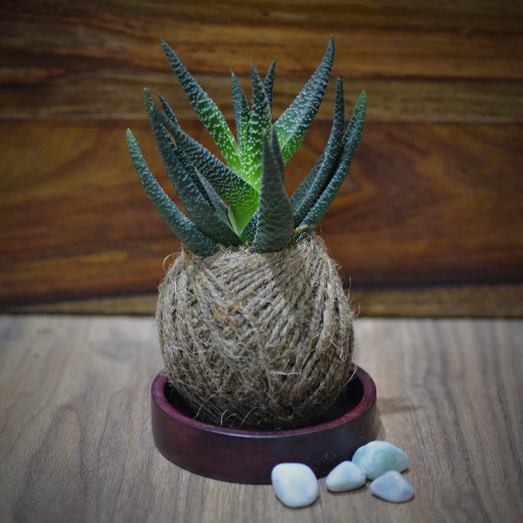  Kokedama Moss Ball Haworthia Longifolia Plant