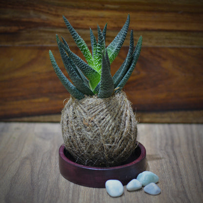  Kokedama Moss Ball Haworthia Longifolia Plant