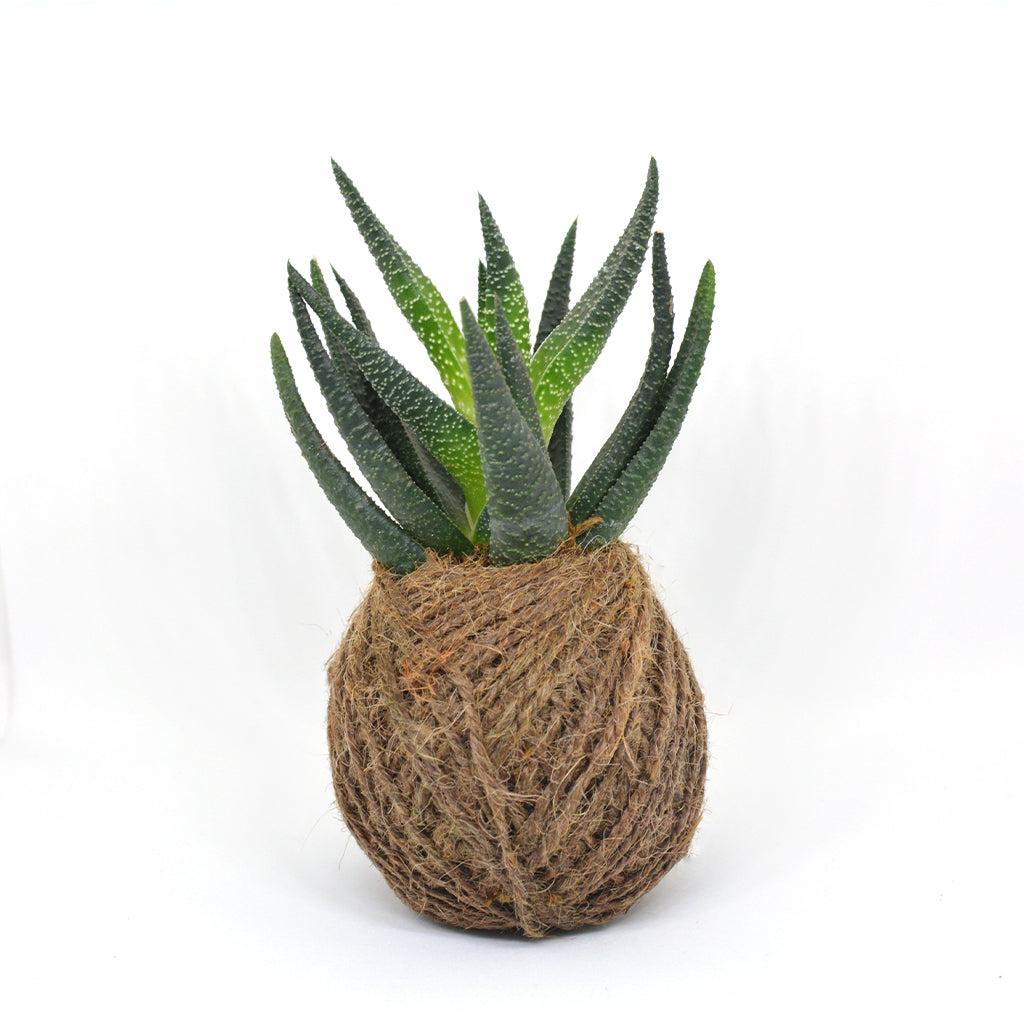  Kokedama Moss Ball Haworthia Longifolia Plant