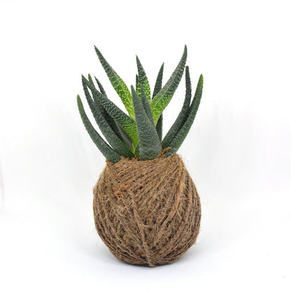  Kokedama Moss Ball Haworthia Longifolia Plant