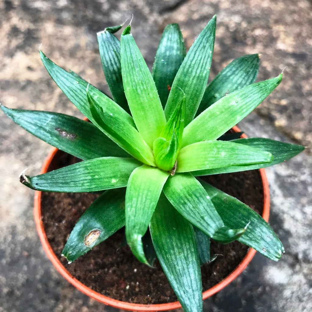  Haworthia Cooperi Baker Succulent Plant