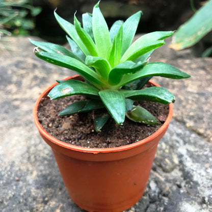  Haworthia Cooperi Baker Succulent Plant