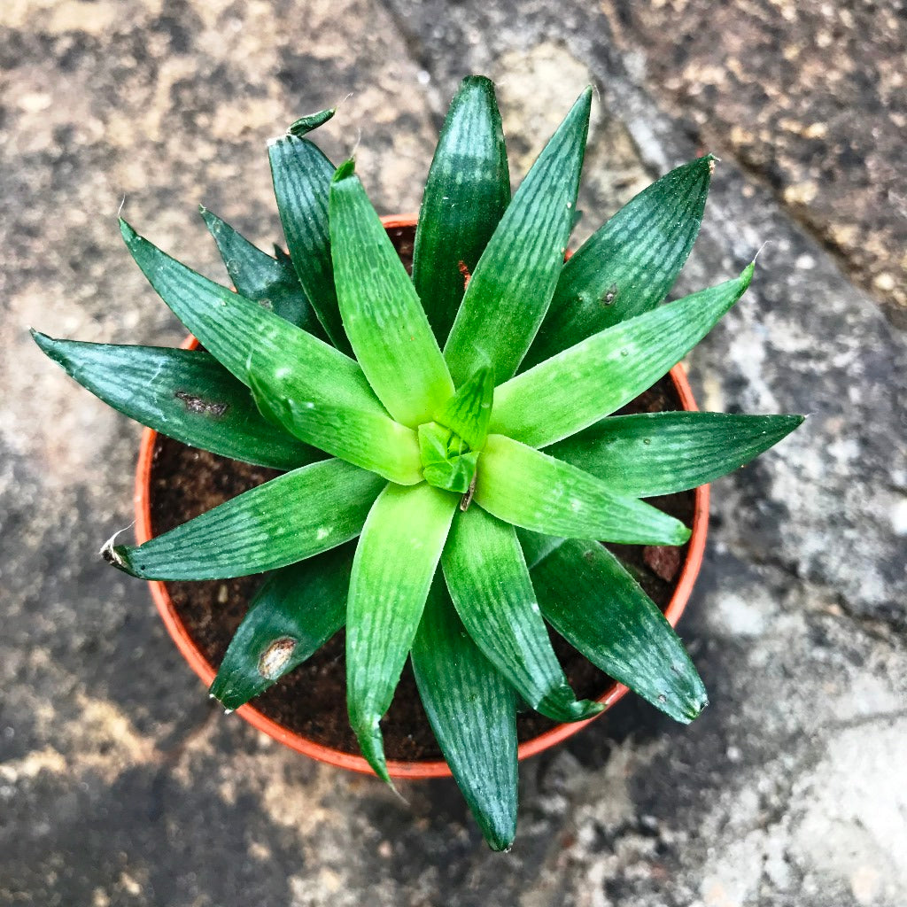  Haworthia Cooperi Baker Succulent Plant