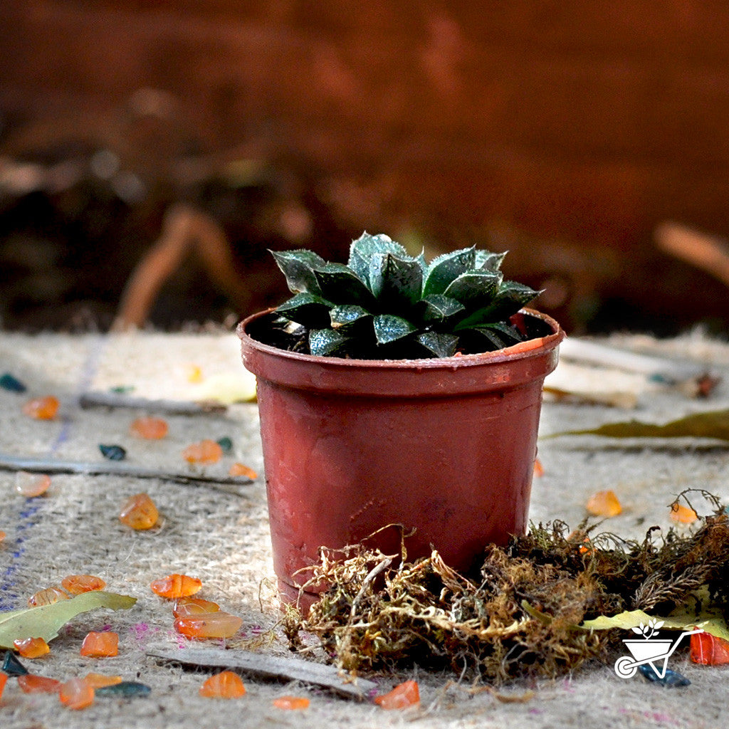  Haworthia Cuspidata Succulent Plant