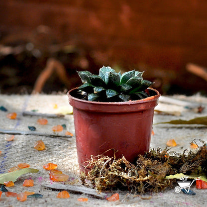  Haworthia Cuspidata Succulent Plant
