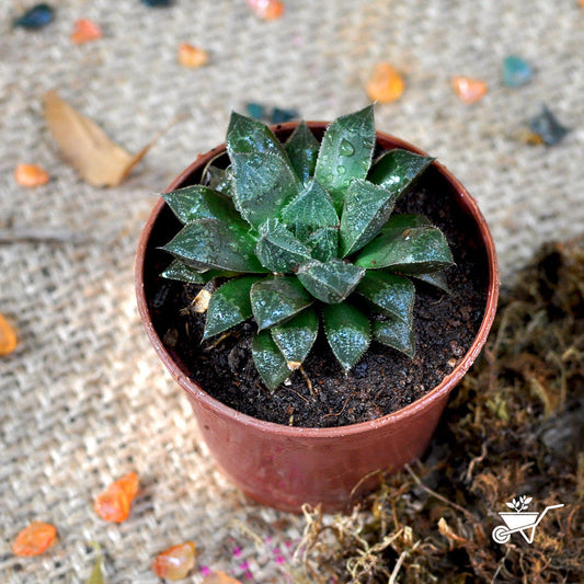  Haworthia Cuspidata Succulent Plant