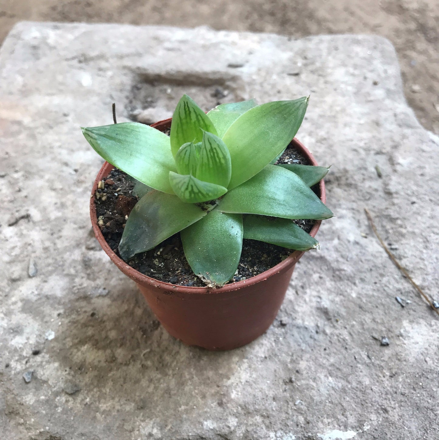  Haworthia Cymbiformis Succulent Plant