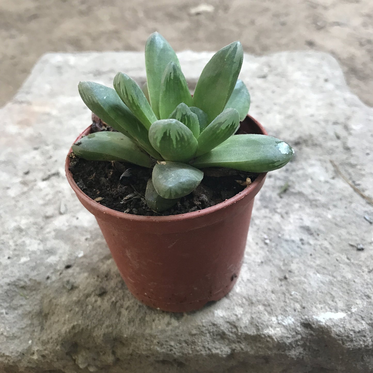  Haworthia Cymbiformis Var Obtus Succulent Plant