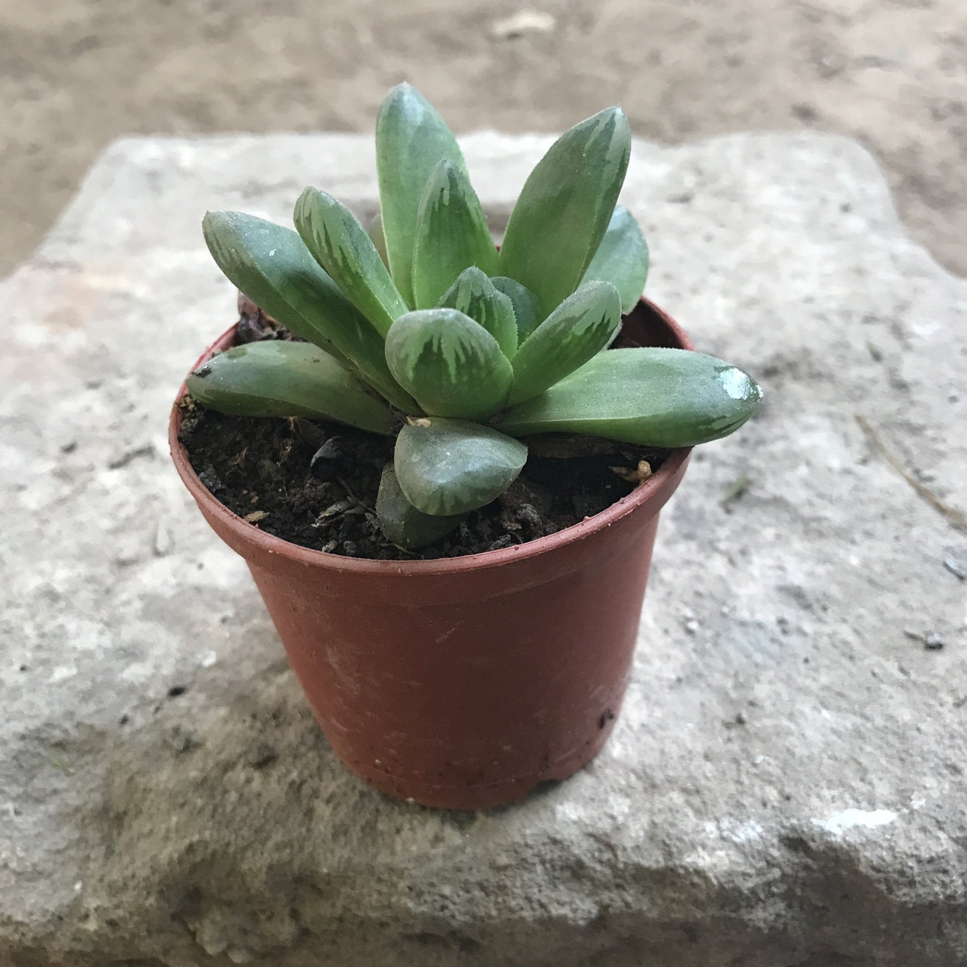  Haworthia Cymbiformis Var Obtus Succulent Plant