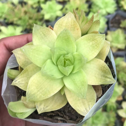  Haworthia Cymbiformis Xantha Gold Succulent Plant