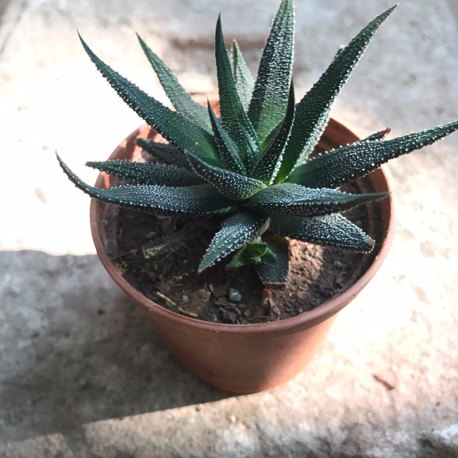  Haworthia Fasciata Succulent Plant
