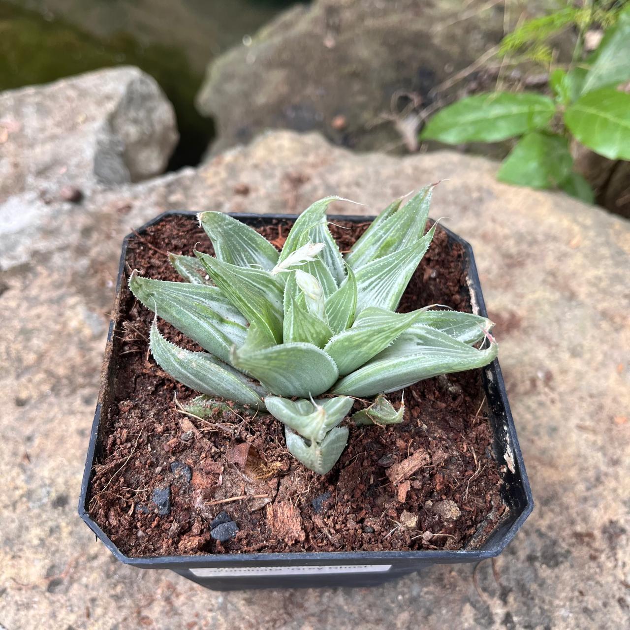  Haworthia Magnifica Acuminata 'Grey Ghost' Succulent Plant