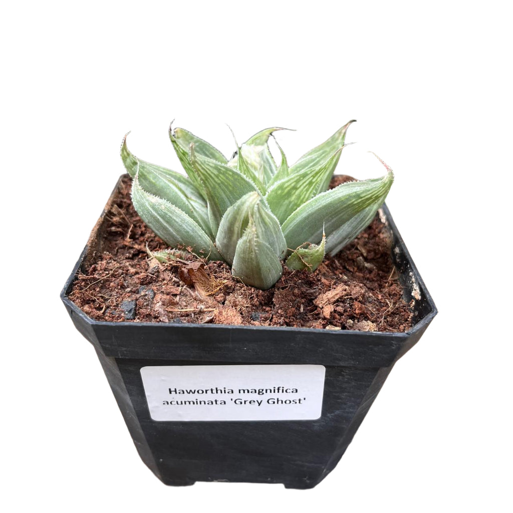  Haworthia Magnifica Acuminata 'Grey Ghost' Succulent Plant