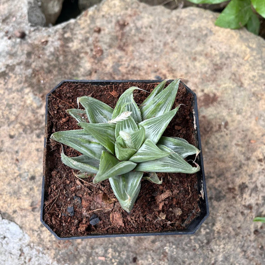  Haworthia Magnifica Acuminata 'Grey Ghost' Succulent Plant