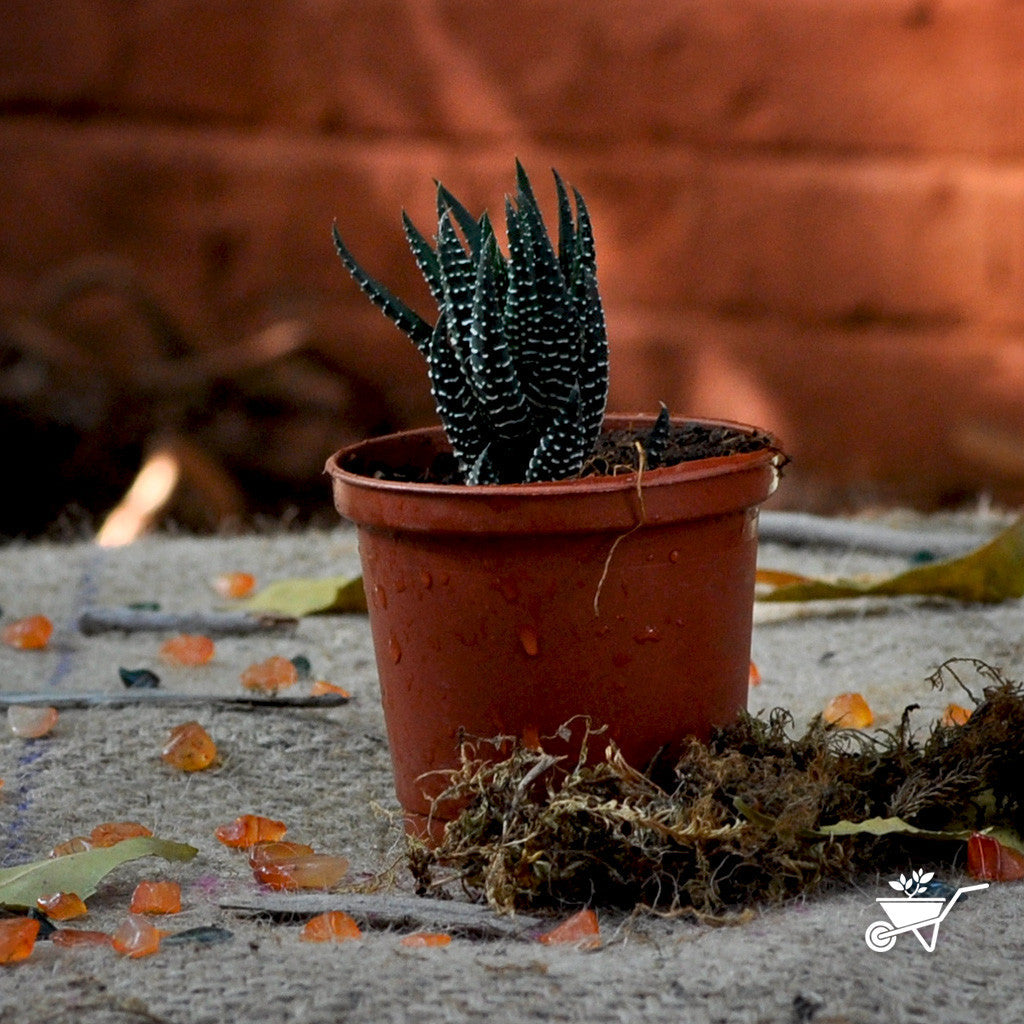  Haworthia Reinwardtii Succulent Plant