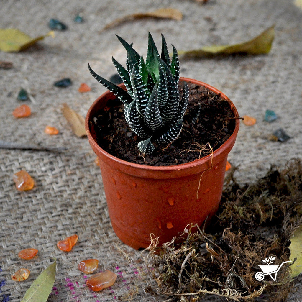  Haworthia Reinwardtii Succulent Plant