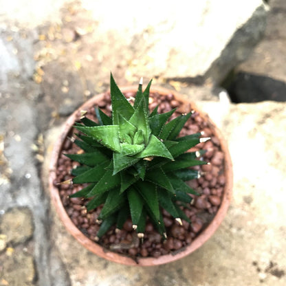  Haworthia Resendeana Succulent Plant