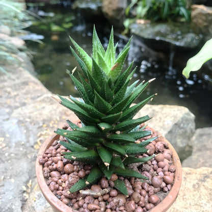  Haworthia Resendeana Succulent Plant