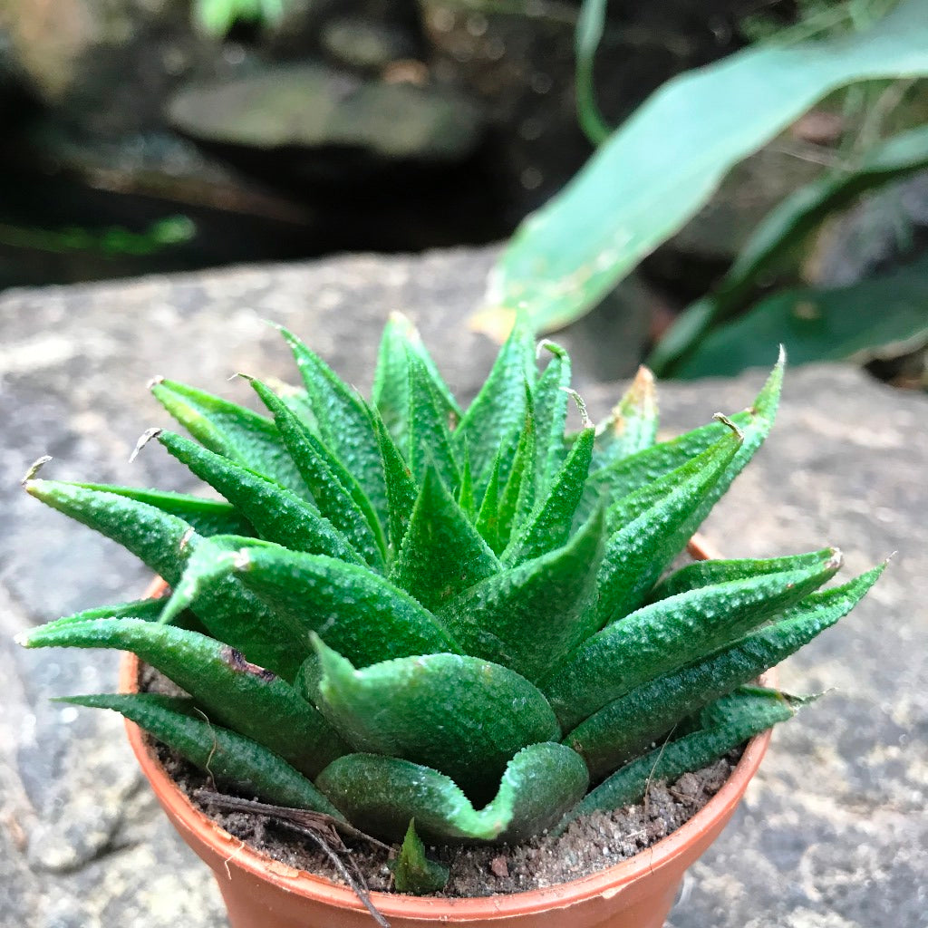  Haworthia Glabrata Succulent Plant