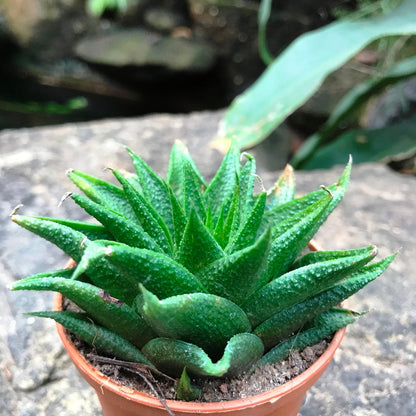  Haworthia Glabrata Succulent Plant