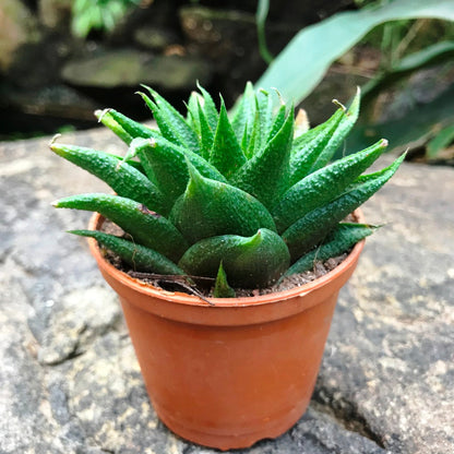  Haworthia Glabrata Succulent Plant