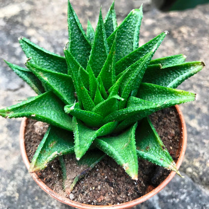  Haworthia Glabrata Succulent Plant
