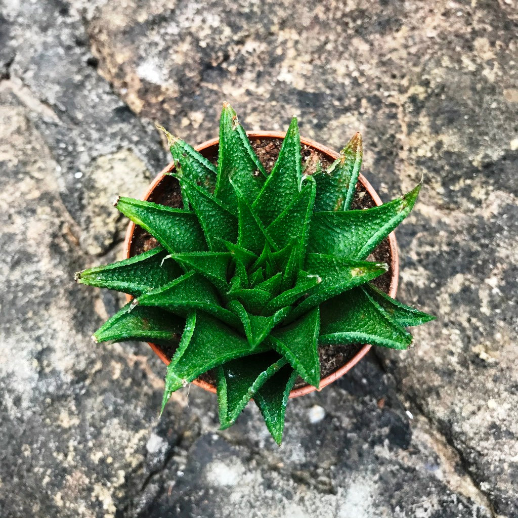  Haworthia Glabrata Succulent Plant
