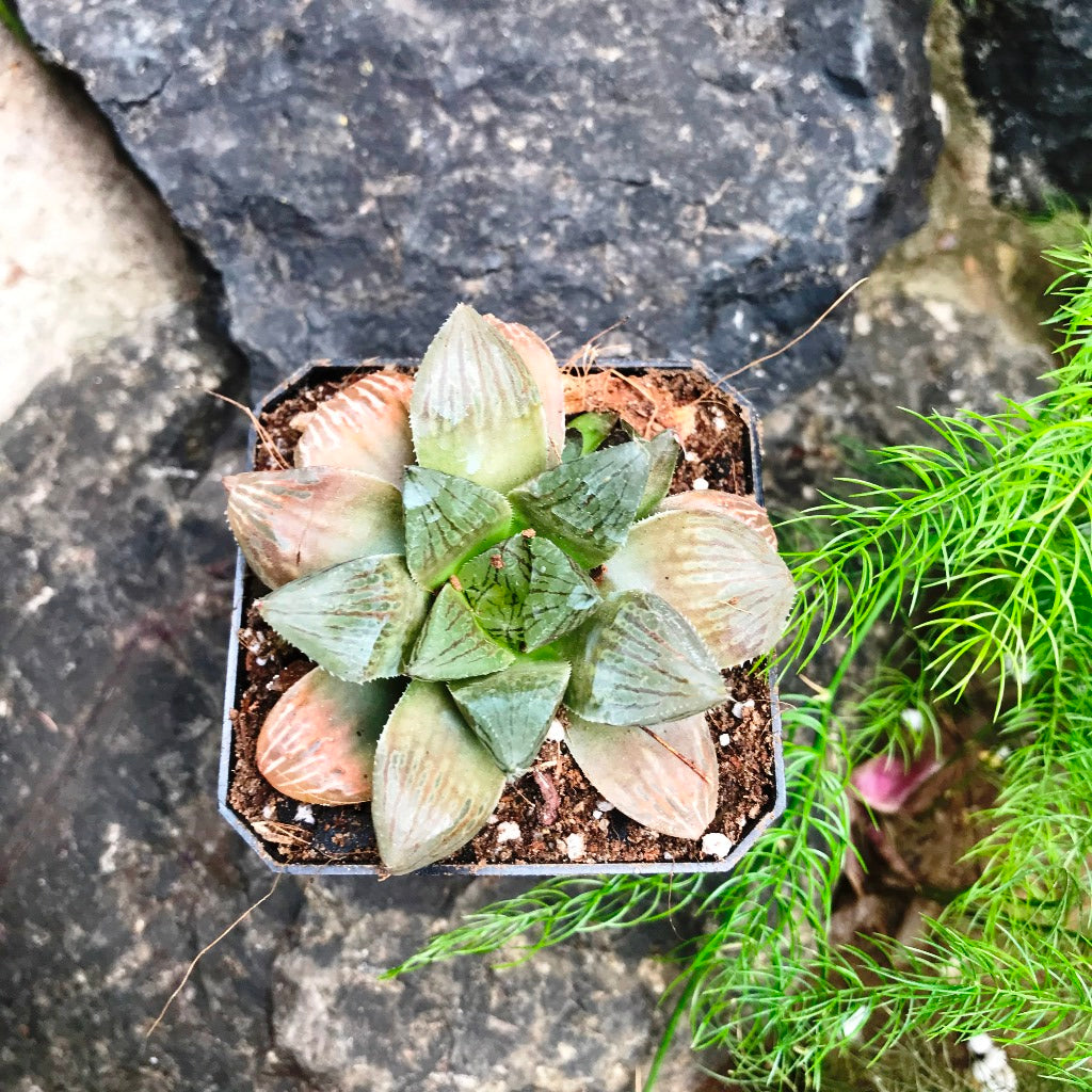  Haworthia Ruby Crown Succulent Plant