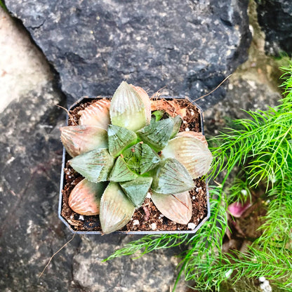  Haworthia Ruby Crown Succulent Plant