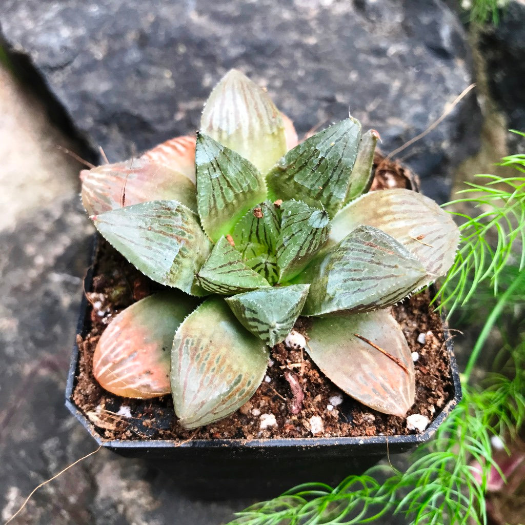  Haworthia Ruby Crown Succulent Plant