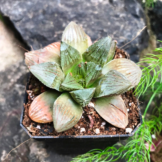  Haworthia Ruby Crown Succulent Plant