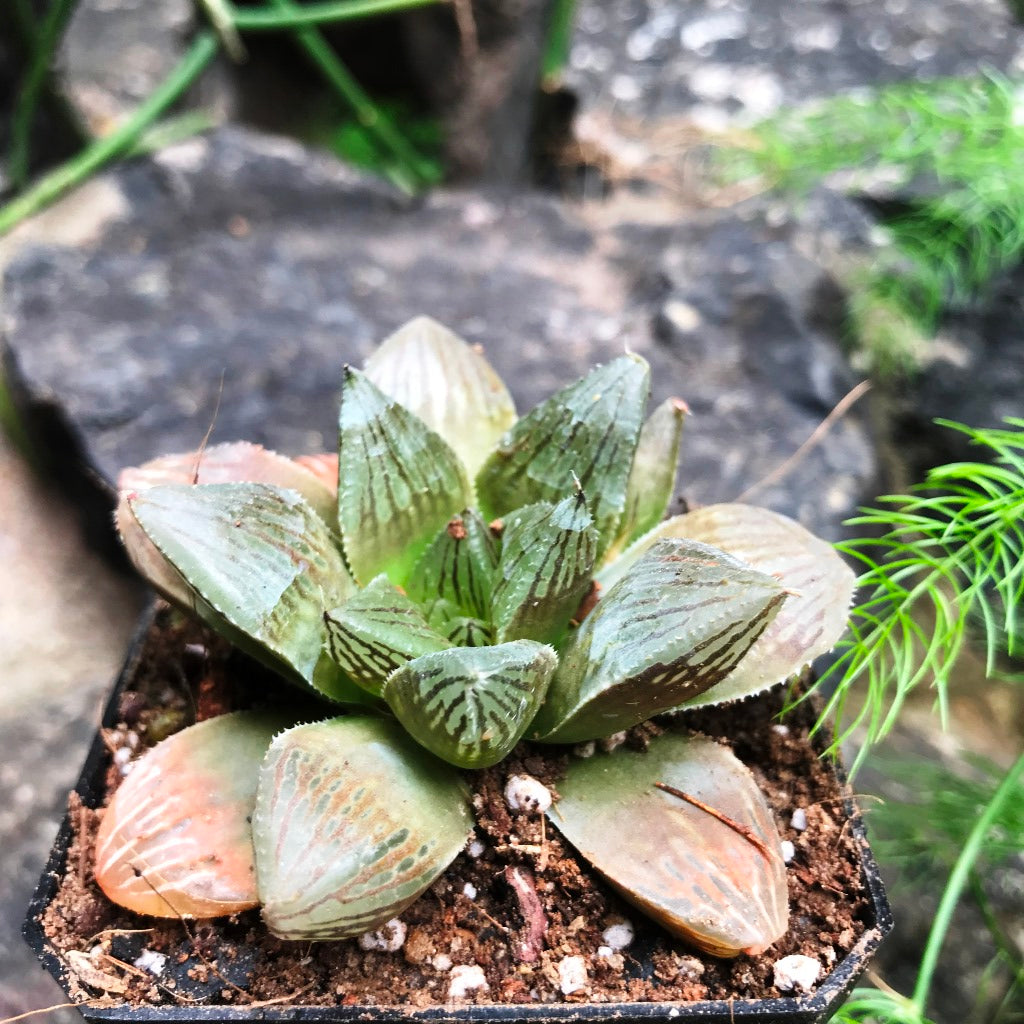  Haworthia Ruby Crown Succulent Plant