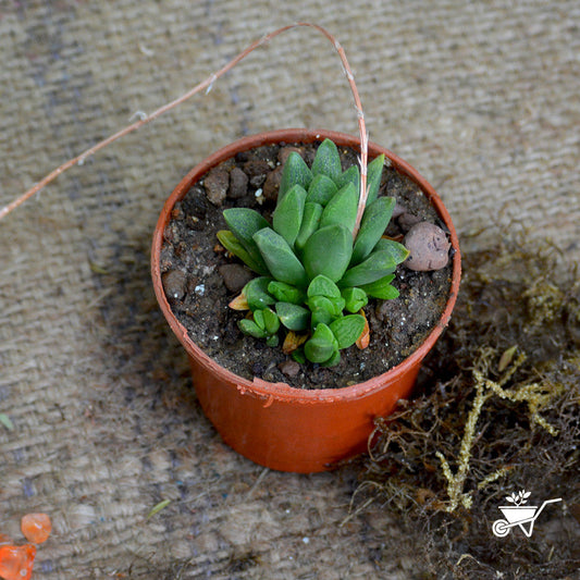  Haworthia Turgida Succulent Plant