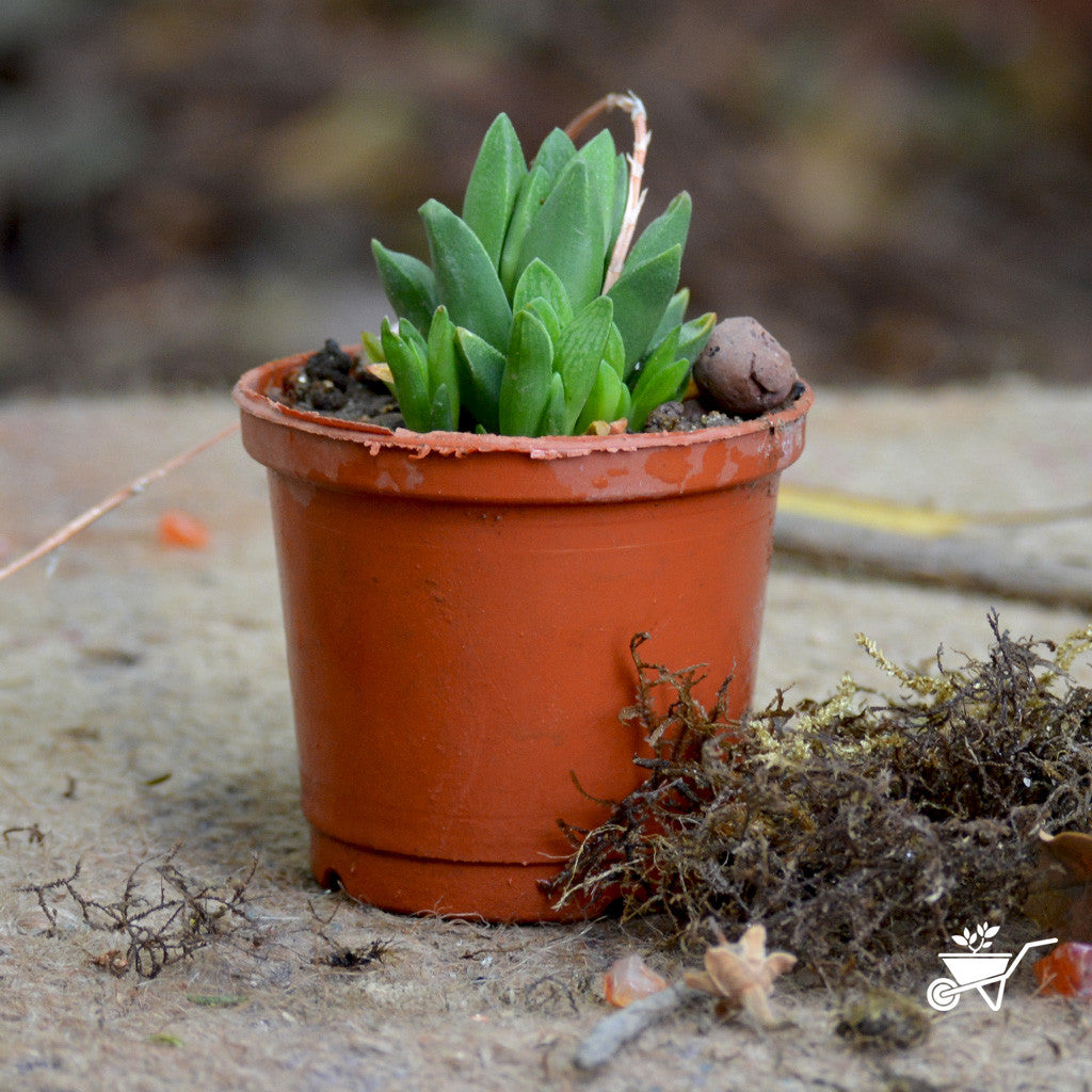  Haworthia Turgida Succulent Plant