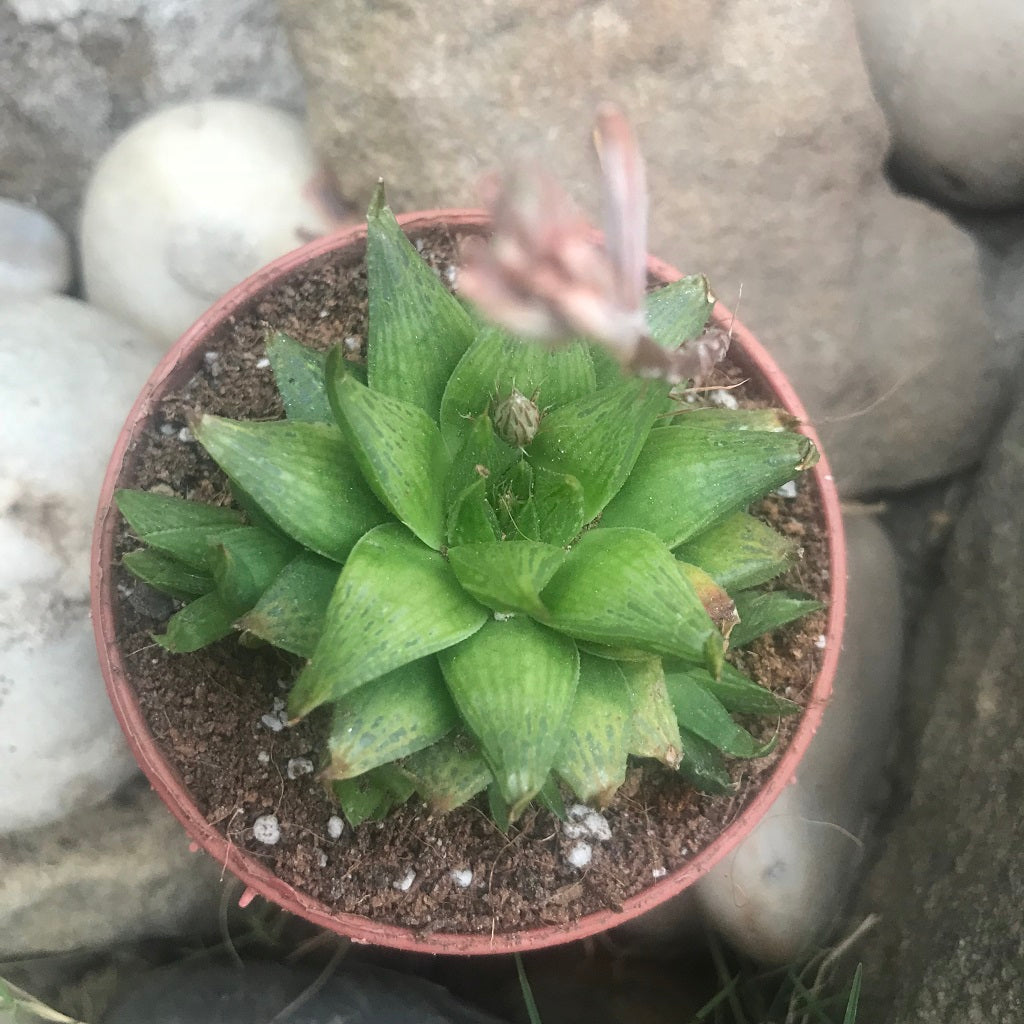  Haworthia Calcarea Succulent Plant