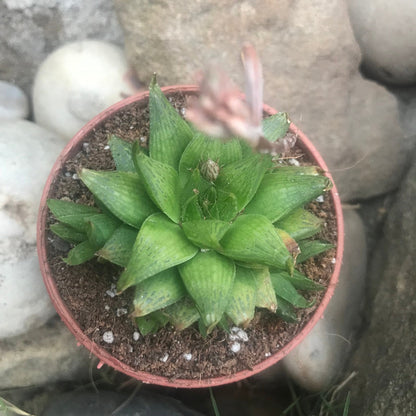  Haworthia Calcarea Succulent Plant