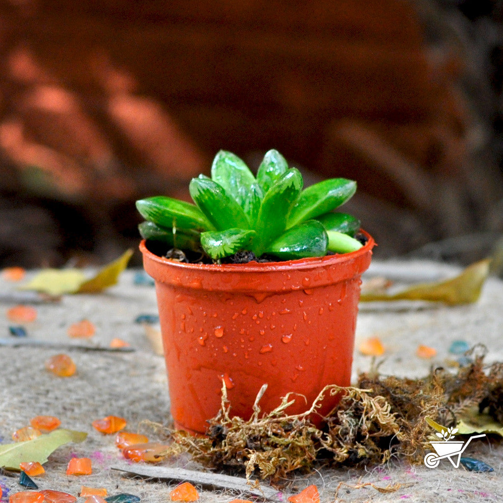  Haworthia Cymbiformis Var Obtus Succulent Plant