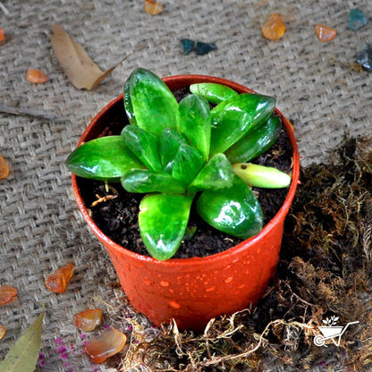  Haworthia Cymbiformis Var Obtus Succulent Plant