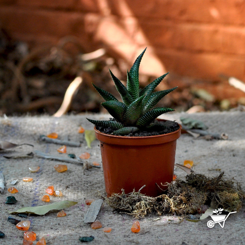  Haworthia Limifolia Succulent Plant