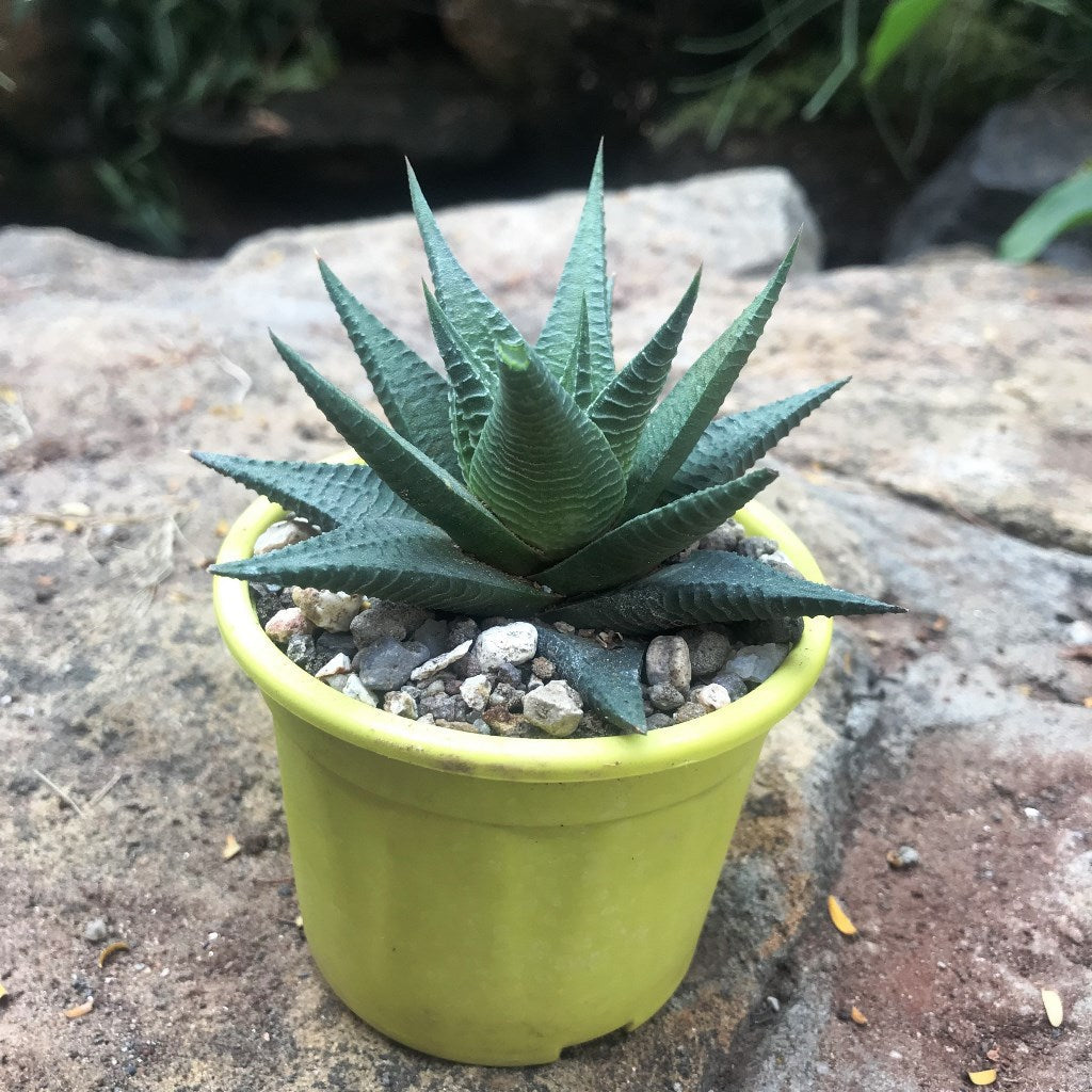  Haworthia Limifolia V Longiana Succulent Plant