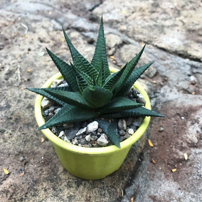  Haworthia Limifolia V Longiana Succulent Plant