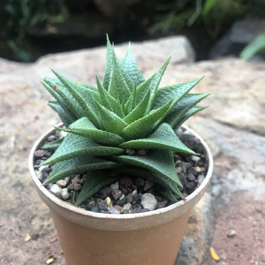  Haworthia Lotusiana Succulent Plant