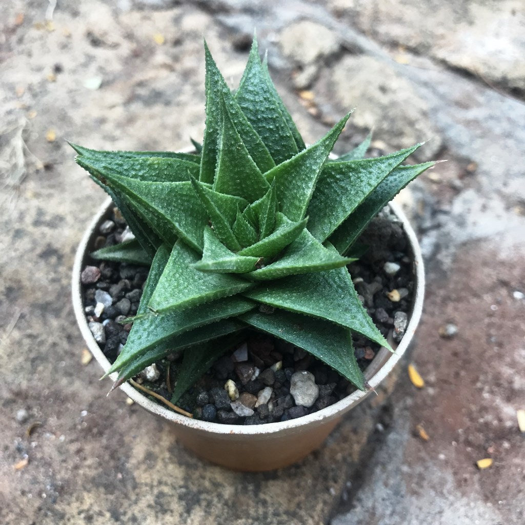  Haworthia Lotusiana Succulent Plant