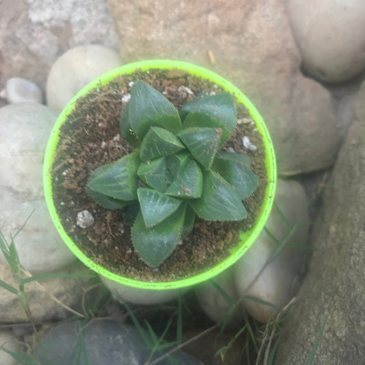  Haworthia Retusa Succulent Plant