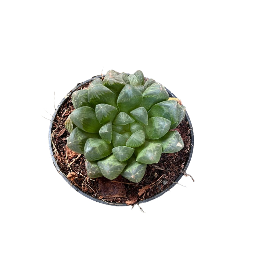  Haworthia Cooperi V. Truncata Succulent Plant