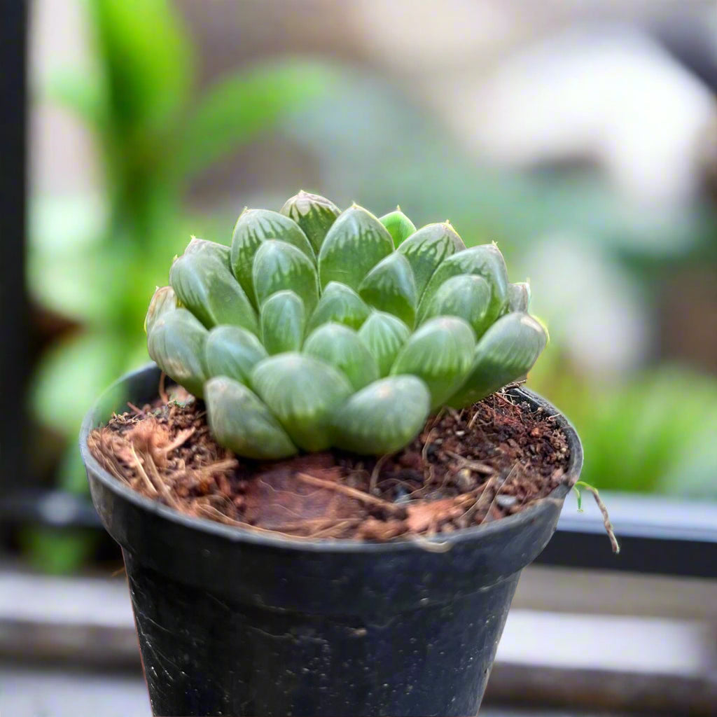  Haworthia Cooperi V. Truncata Succulent Plant