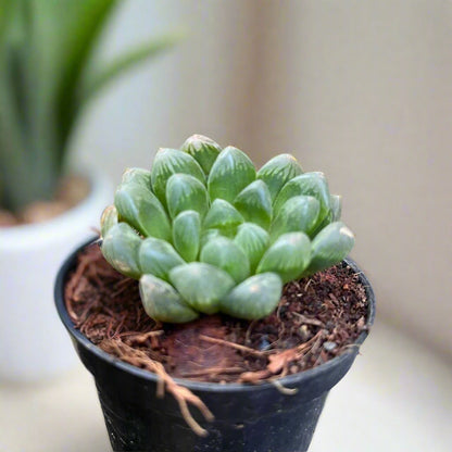 Haworthia Cooperi V. Truncata Succulent Plant