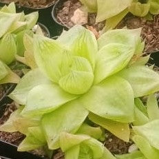  Haworthia Cymbiformis Xantha Gold Succulent Plant