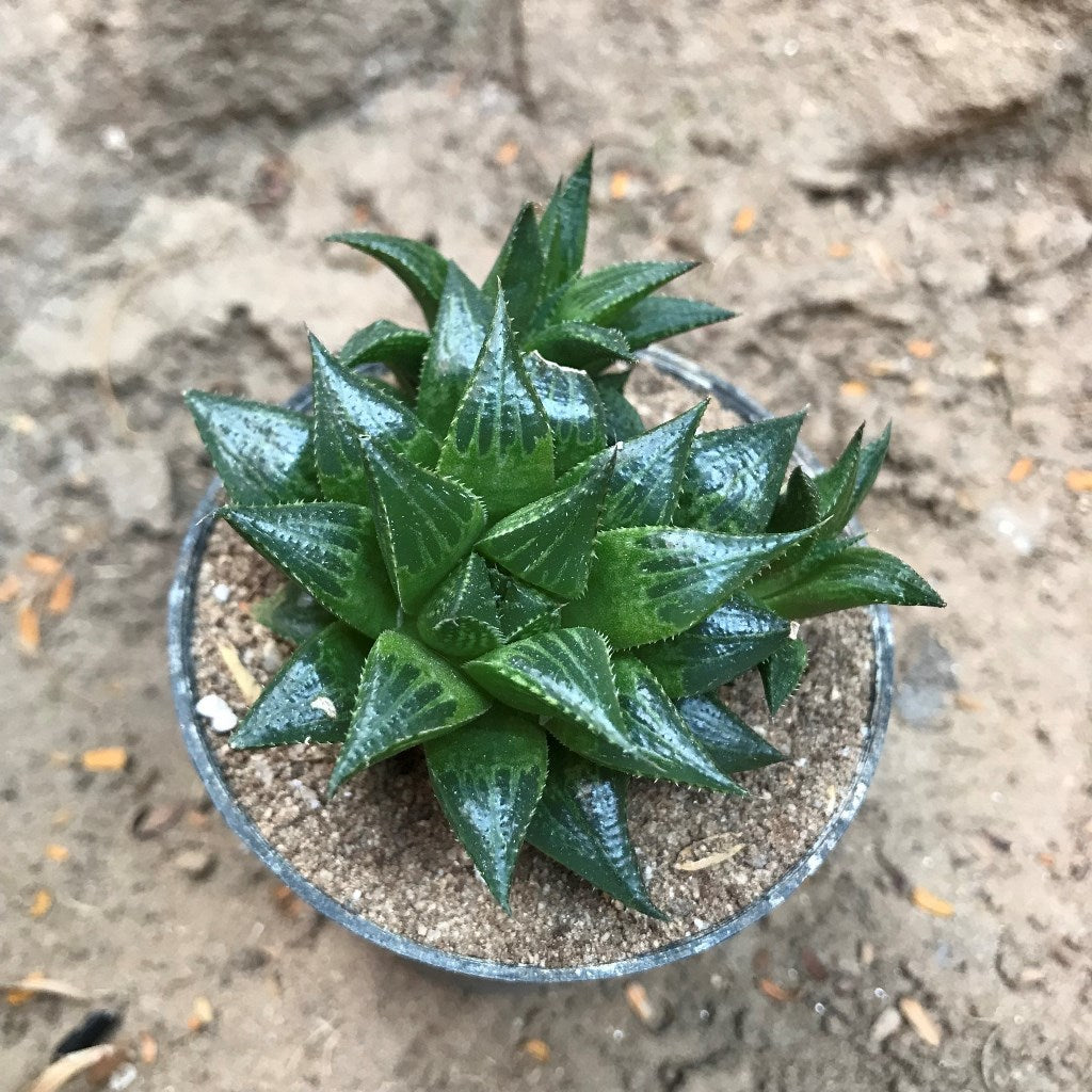  Haworthia Emelyae Var. Multifolia Succulent Plant