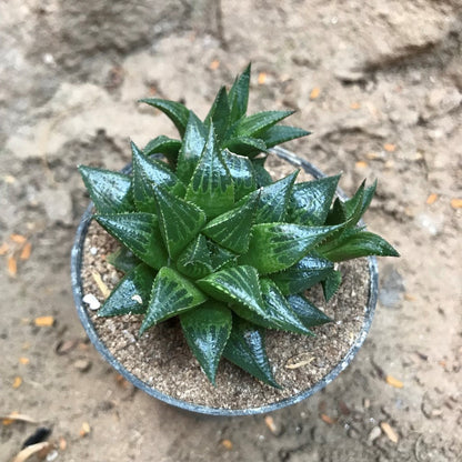  Haworthia Emelyae Var. Multifolia Succulent Plant